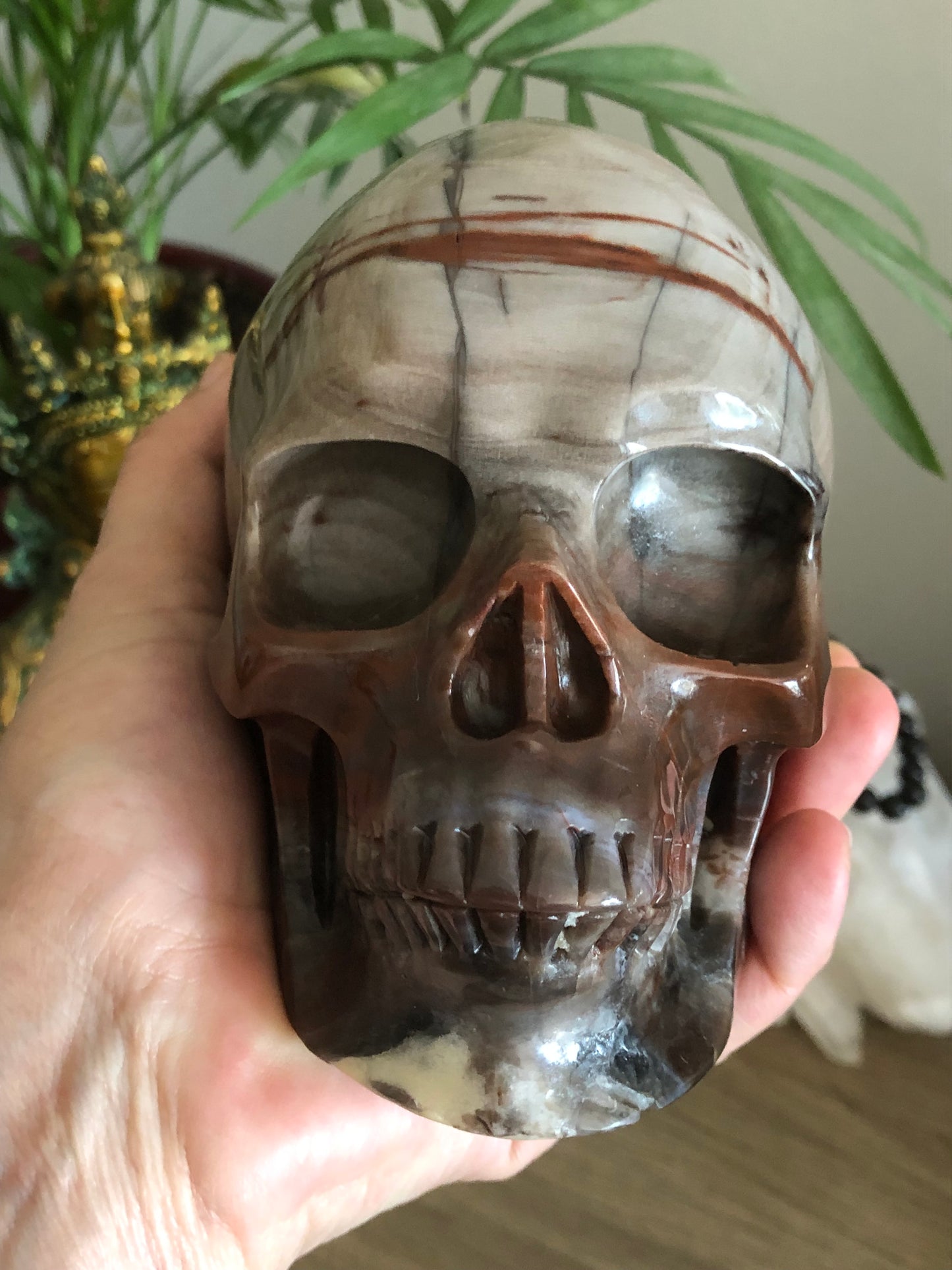 Crâne de cristal en bois fossilisé