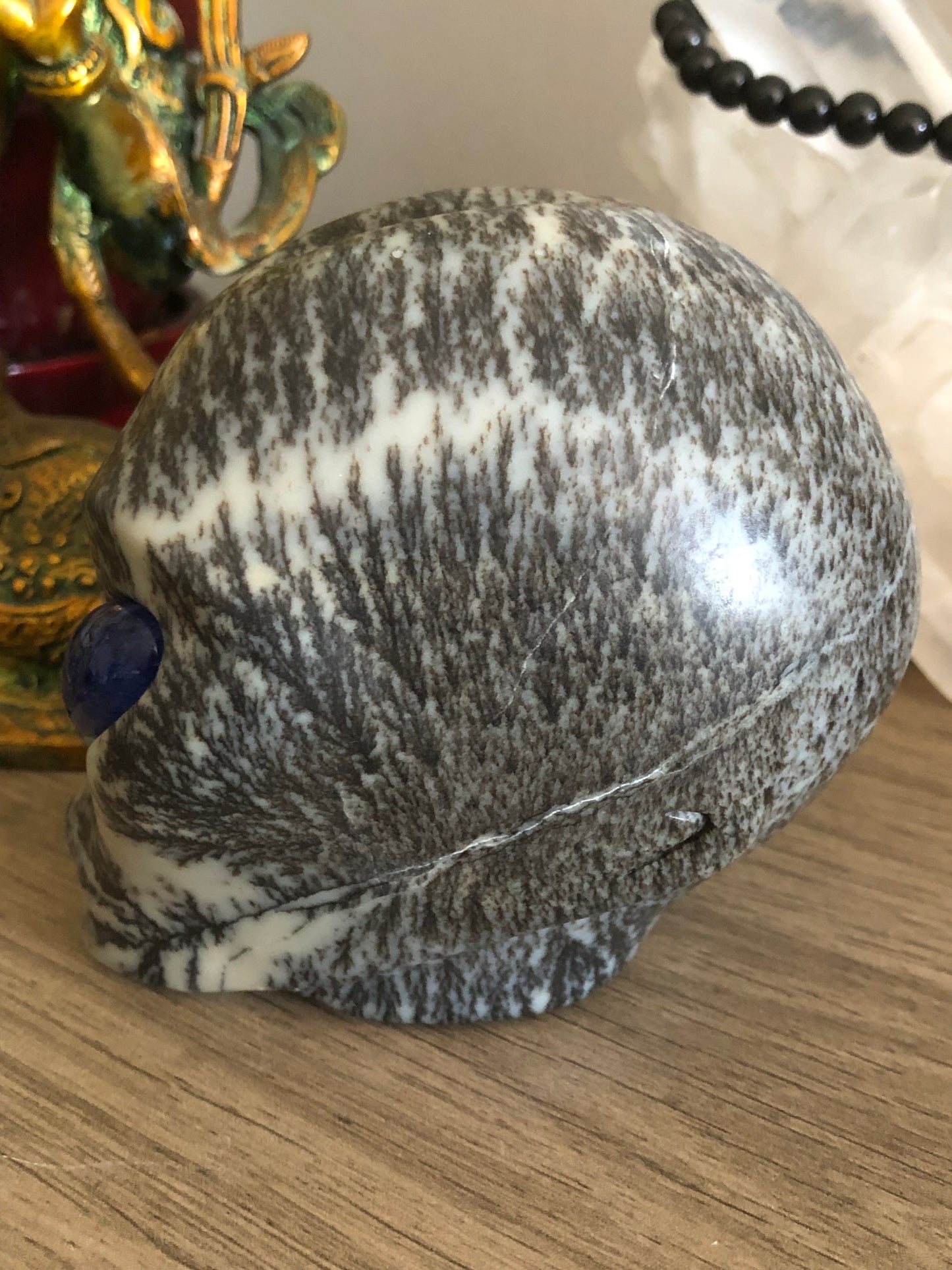 Crâne stellaire en bryozoaire et obsidienne bleue de synthèse