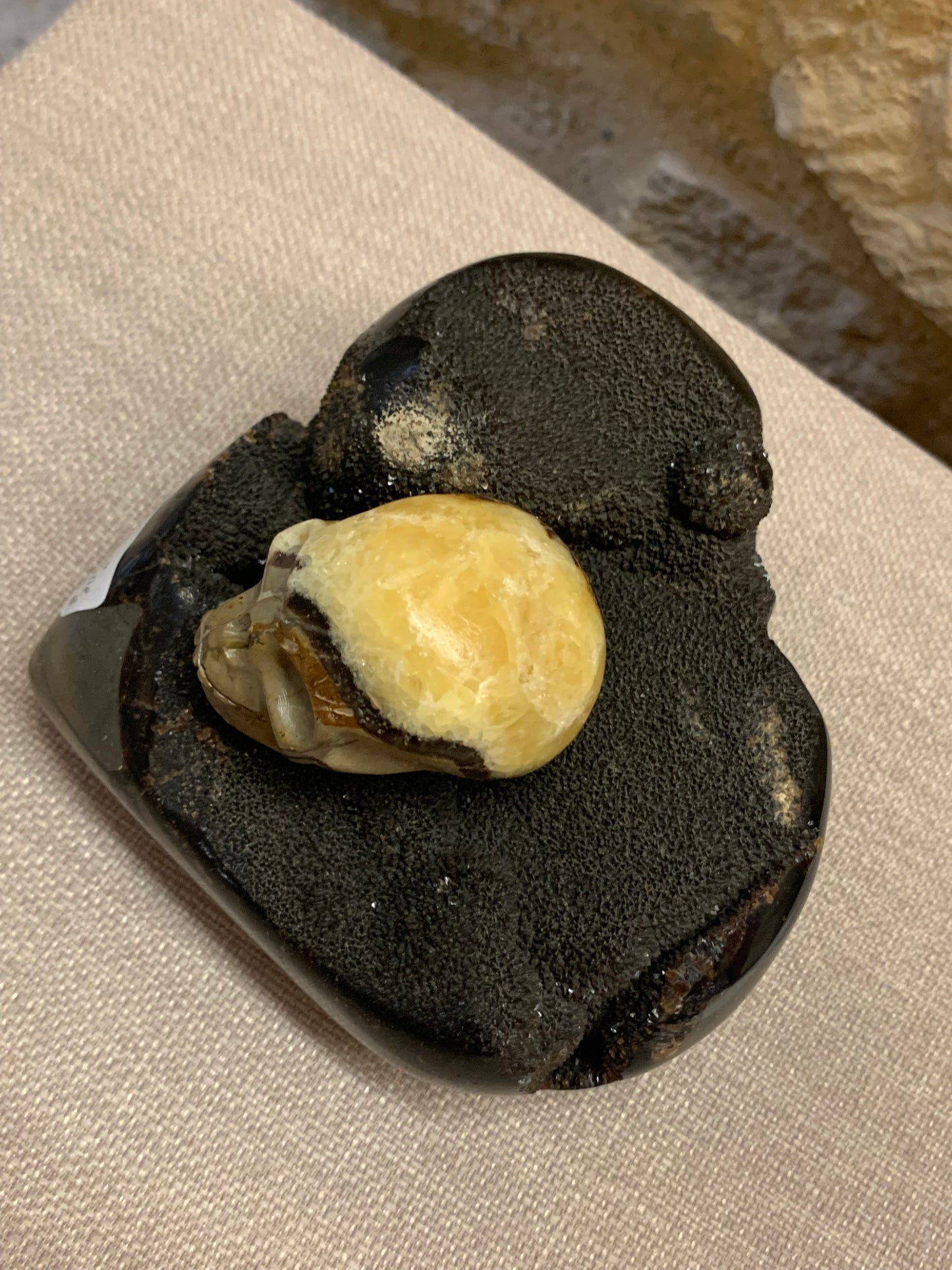 Duo Septaria crâne et coeur